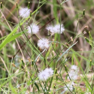 Senecio sp. (A Fireweed) at West Wodonga, VIC - 8 Mar 2021 by Kyliegw