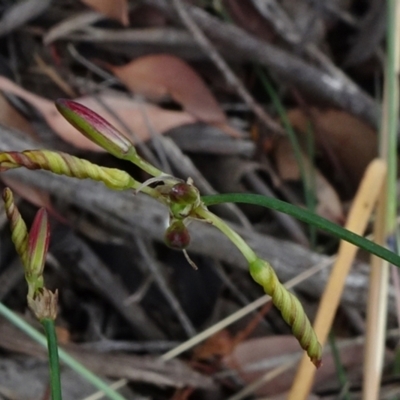 Tricoryne elatior (Yellow Rush Lily) at Campbell, ACT - 3 Jan 2021 by JanetRussell