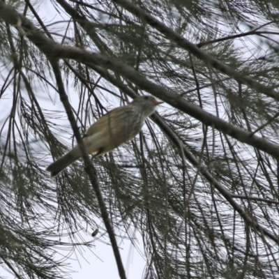 Pachycephala rufiventris (Rufous Whistler) at Stromlo, ACT - 21 Jun 2021 by RodDeb