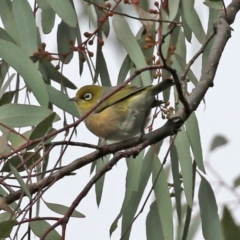 Zosterops lateralis (Silvereye) at Stromlo, ACT - 21 Jun 2021 by RodDeb