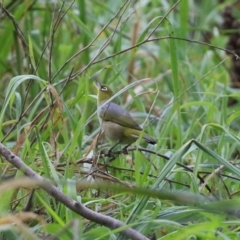 Zosterops lateralis at Stromlo, ACT - 21 Jun 2021