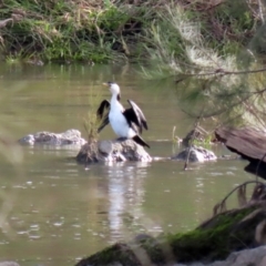 Microcarbo melanoleucos (Little Pied Cormorant) at Coree, ACT - 21 Jun 2021 by RodDeb