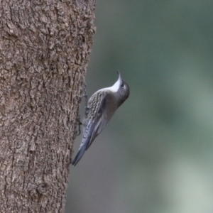 Cormobates leucophaea at Stromlo, ACT - 21 Jun 2021 01:22 PM