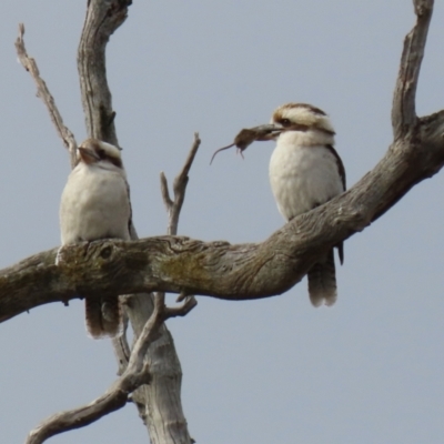 Dacelo novaeguineae (Laughing Kookaburra) at Stromlo, ACT - 21 Jun 2021 by RodDeb