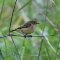 Acanthiza reguloides (Buff-rumped Thornbill) at Stromlo, ACT - 21 Jun 2021 by RodDeb