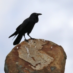 Corvus coronoides (Australian Raven) at Coree, ACT - 21 Jun 2021 by RodDeb