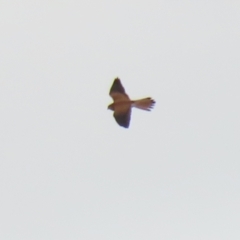 Falco cenchroides (Nankeen Kestrel) at Coree, ACT - 21 Jun 2021 by RodDeb