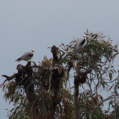 Elanus axillaris (Black-shouldered Kite) at Uriarra Village, ACT - 21 Jun 2021 by RodDeb