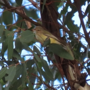 Smicrornis brevirostris at Coree, ACT - 21 Jun 2021