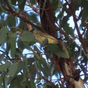 Smicrornis brevirostris at Coree, ACT - 21 Jun 2021