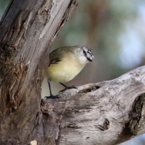 Acanthiza chrysorrhoa at Coree, ACT - 21 Jun 2021