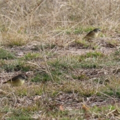 Acanthiza chrysorrhoa at Coree, ACT - 21 Jun 2021