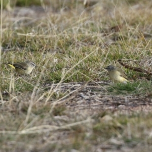 Acanthiza chrysorrhoa at Coree, ACT - 21 Jun 2021