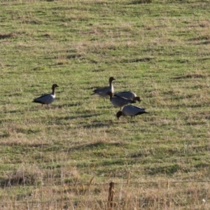 Chenonetta jubata at Coree, ACT - 21 Jun 2021 03:13 PM