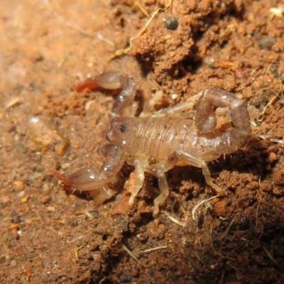 Urodacus manicatus (Black Rock Scorpion) at Lake Ginninderra - 22 Jun 2021 by Christine
