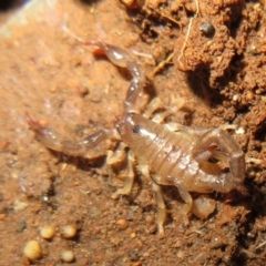 Urodacus manicatus at Belconnen, ACT - 22 Jun 2021