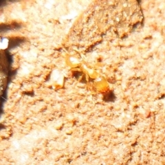 Pheidole sp. (genus) (Seed-harvesting ant) at Lake Ginninderra - 22 Jun 2021 by Christine