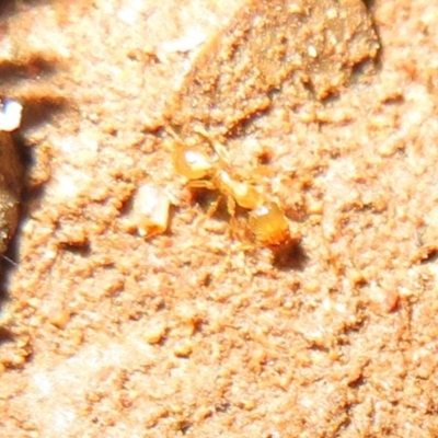 Pheidole sp. (genus) (Seed-harvesting ant) at Lake Ginninderra - 22 Jun 2021 by Christine