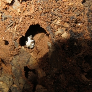 Pheidole sp. (genus) at Belconnen, ACT - 22 Jun 2021