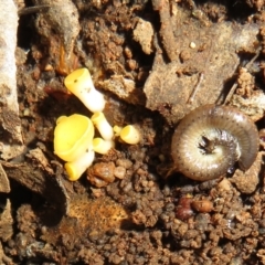 Phaeohelotium (Discinella terrestris aggregate) at Belconnen, ACT - 22 Jun 2021 by Christine