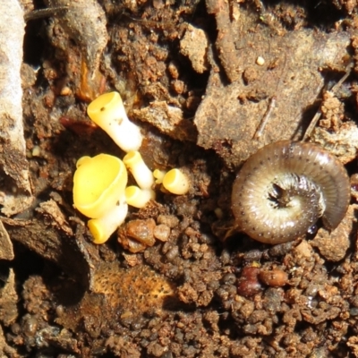 Phaeohelotium (Discinella terrestris aggregate) at Lake Ginninderra - 22 Jun 2021 by Christine