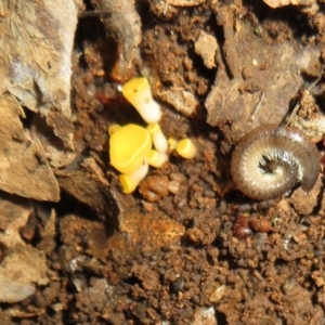 Phaeohelotium (Discinella terrestris aggregate) at Belconnen, ACT - 22 Jun 2021