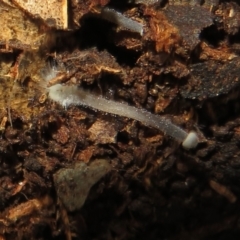 Unidentified Fungus at Lake Ginninderra - 22 Jun 2021 by Christine