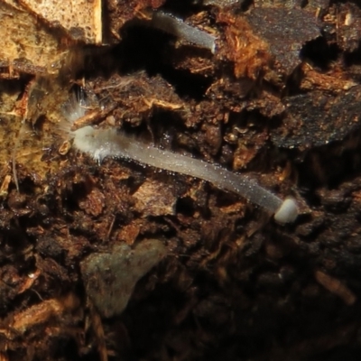 Unidentified Cup or disk - with no 'eggs' at Belconnen, ACT - 22 Jun 2021 by Christine