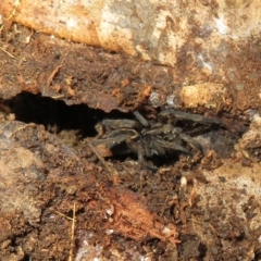 Venatrix sp. (genus) (Unidentified Venatrix wolf spider) at Lake Ginninderra - 22 Jun 2021 by Christine