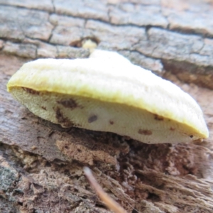 zz Polypore (shelf/hoof-like) at Belconnen, ACT - 22 Jun 2021