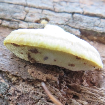 zz Polypore (shelf/hoof-like) at Lake Ginninderra - 22 Jun 2021 by Christine