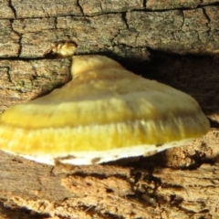 zz Polypore (shelf/hoof-like) at Belconnen, ACT - 22 Jun 2021