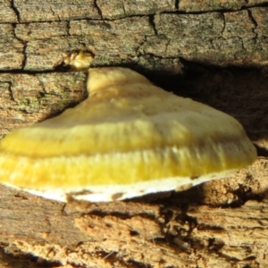 zz Polypore (shelf/hoof-like) at Belconnen, ACT - 22 Jun 2021 03:41 PM