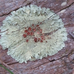 Parmeliaceae (family) (A lichen family) at Belconnen, ACT - 22 Jun 2021 by Christine