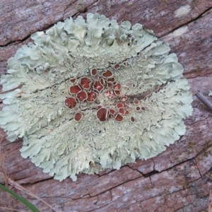 Parmeliaceae (family) at Belconnen, ACT - 22 Jun 2021