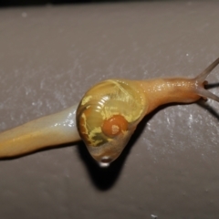 Mysticarion porrectus (Golden Semi-slug) at Acton, ACT - 5 May 2021 by TimL