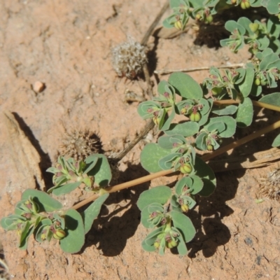 Euphorbia dallachyana (Mat Spurge, Caustic Weed) at Conder, ACT - 6 Mar 2021 by michaelb