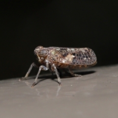 Fulgoroidea sp. (superfamily) (Unidentified fulgoroid planthopper) at ANBG - 5 May 2021 by TimL