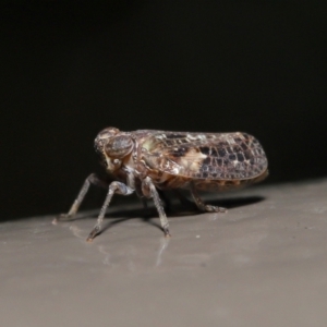 Fulgoroidea sp. (superfamily) at Acton, ACT - 5 May 2021