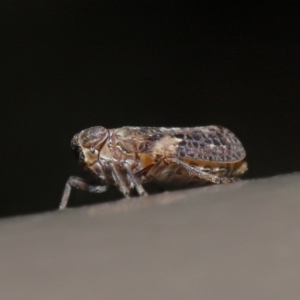 Fulgoroidea sp. (superfamily) at Acton, ACT - 5 May 2021