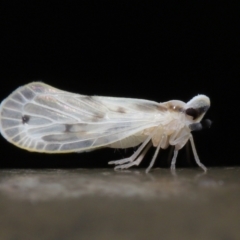 Kuranda notata (Derbid planthopper) at ANBG - 5 May 2021 by TimL