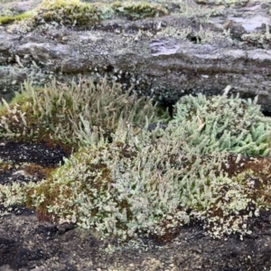 Cladonia sp. (genus) at Holt, ACT - 22 Jun 2021 03:14 PM