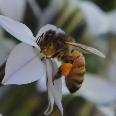 Apis mellifera (European honey bee) at Hurlstone Park, NSW - 13 Sep 2015 by michaelb