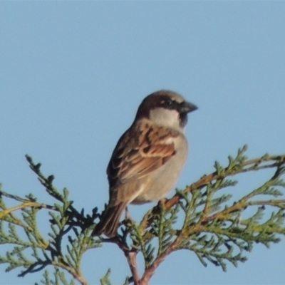 Passer domesticus (House Sparrow) at Vaucluse, NSW - 23 Jun 2021 by michaelb