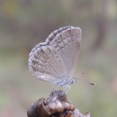 Zizina otis (Common Grass-Blue) at Blackheath, NSW - 8 Jan 2018 by MichaelBedingfield