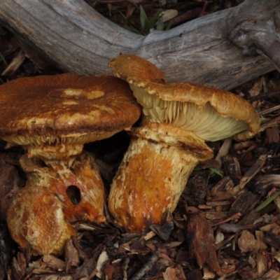 Cortinarius sp. - 1 Jan 1900 by AndyRoo