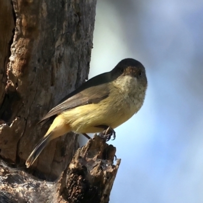 Acanthiza reguloides (Buff-rumped Thornbill) at Majura, ACT - 6 Jun 2021 by jbromilow50