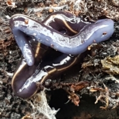 Caenoplana coerulea (Blue Planarian, Blue Garden Flatworm) at Acton, ACT - 23 Jun 2021 by trevorpreston