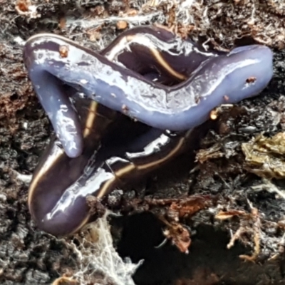 Caenoplana coerulea (Blue Planarian, Blue Garden Flatworm) at ANBG South Annex - 23 Jun 2021 by tpreston