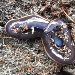 Caenoplana coerulea at Acton, ACT - 23 Jun 2021